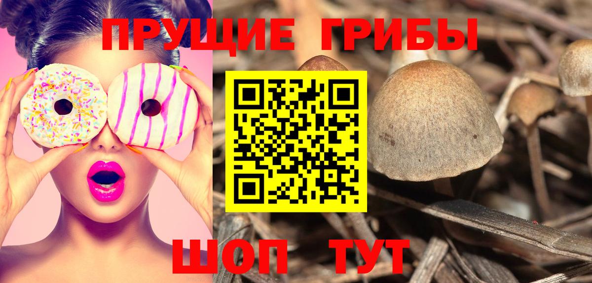 Псилоцибиновые грибы Psilocybe Ейск
